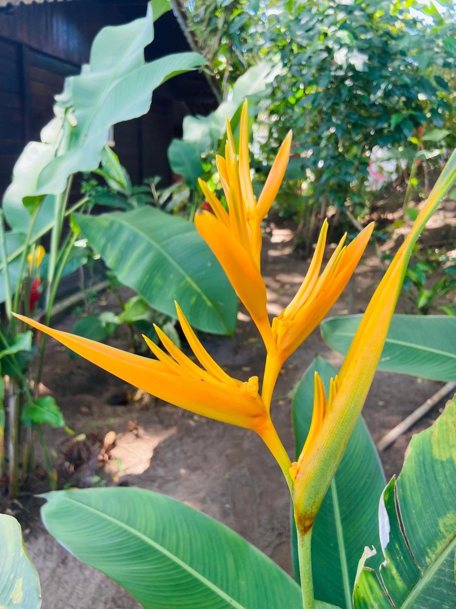 Pousada Coco Dende Velha Boipeba Exterior foto